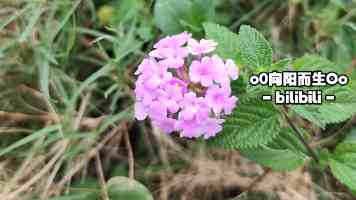 吃瓜黑料24小时不打烊在线观看 - 平台暗流与隐私避坑