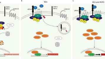 男生把困困放在女生困困里 - 网络流行语解读与恋爱心理
